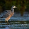 Volavka belolici - Egretta novaehollandiae - White-faced Heron 9836